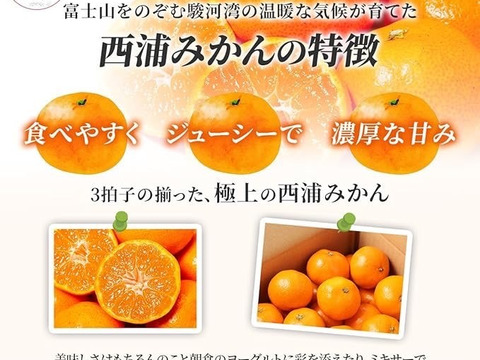 糖度10度以上！青秀約2.5キロ箱込み 寿太郎みかん みかん 西浦みかん