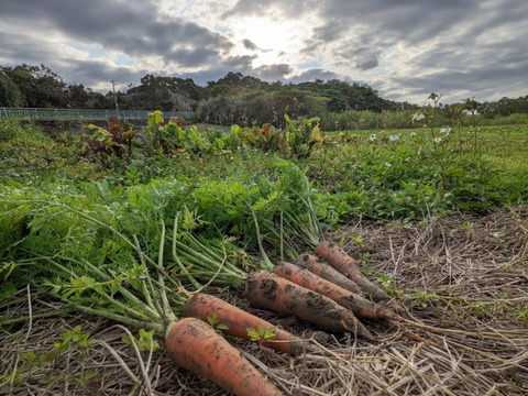 【自然栽培】昔ながらの味、いもり屋の人参
(4.5kg)