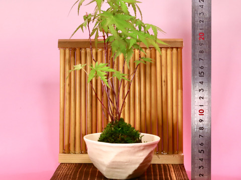 〜優しい空間を〜　苔玉　山もみじ（衝立付き）