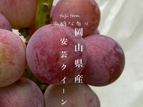 【数量限定！】希少品種！！岡山県産　安芸クイーン　4〜5房（箱込み2k箱）オリパケ　クール便