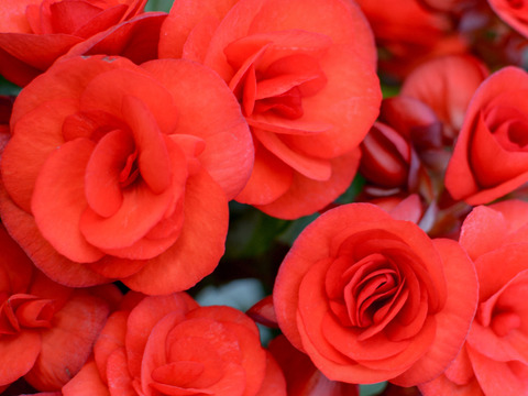 【贈答用】鮮やかな赤色が魅力的なエラチオールベゴニア【ベロニカ】4.5寸。