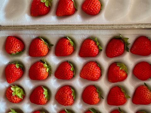 【軽井沢高原・夏秋いちご・化学農薬を限界まで抑えたこだわりの当園独自農法】★数量限定・お買い得商品★ご自宅・プロ用★夏・秋が旬の夏秋いちご複数品種食べ比べ（無選別４００ｇ：計２シート）