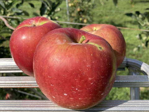 初出品サービス価格【朝採り当日発送】つがる3kg箱☆さわやかな甘さの定番夏りんご☆無選別規格（2.5kg〜3kg＝9~12玉目安）※化学合成農薬40%以上削減栽培