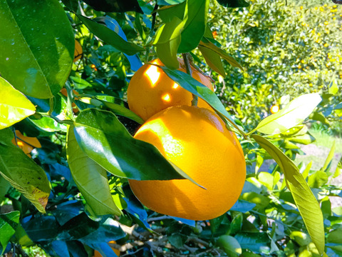 【新品種】グレープフルーツ3kg　和歌山県産　サイズ混合 　農薬節減　即日発送　お試し特価