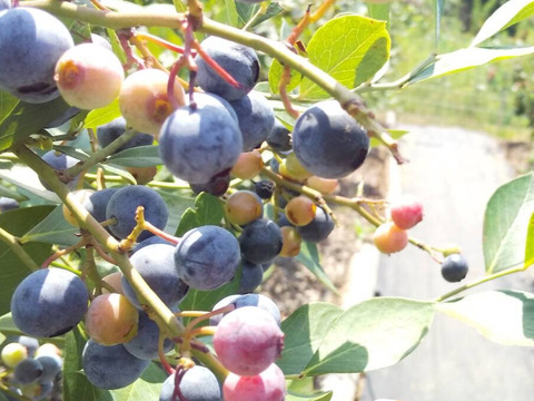 【農薬・肥料不使用】雑味のない、きれいな味｜朝摘みブルーベリー（500g）