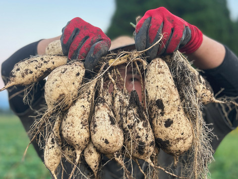 熊本県産オーガニックきみまろこ(3㎏)【まるでスイーツ！？】と話題の白いさつまいも。焼き芋、お菓子作りにも！
