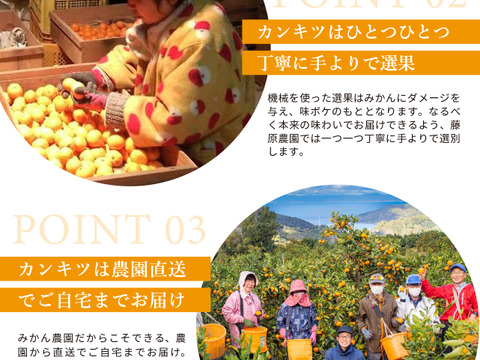 【食べ比べ】みかん・カンキツ詰め合わせセット4kg｜和歌山県海南市下津町から旬のみかん・かんきつ詰合わせセットを産地直送、農園直送でお届け。清見、セミノール、甘夏、八朔等、様々な柑橘が楽しめます