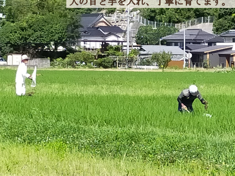 ３種食べ比べセット！キヌムスメ・にこまる・ミルキークイーン 2026年産「岡山県産お米」２kg×３個セット
