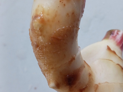 農家直送　高知県産新生姜　7kg