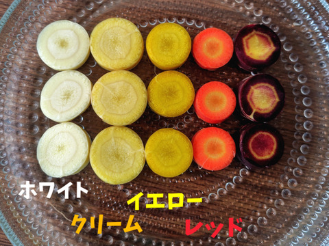 【4色】カラフルにんじん1.5kg(10-14本程度)【葉なし・土付き】