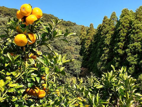 大津4号【甘くて濃厚なみかん】自宅用に！　高糖度　剥きやすく食べやすいミカン　5キロ
