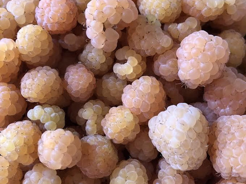 2025年予約販売　冷凍オーガニックラズベリー(赤・黄) &オーガニックブラックベリー 各500g×2袋　3kgセット