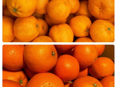 【柑橘食べ比べ】伊予柑２ｋｇ×ポンカン２ｋｇ　旬の柑橘食べ比べセット！