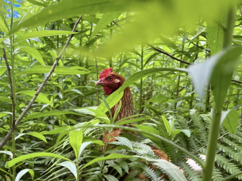 【無投薬飼育】放し飼い鶏ひき肉（500g）