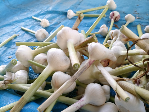 ドラキュラ対策つるしニンニク10玉