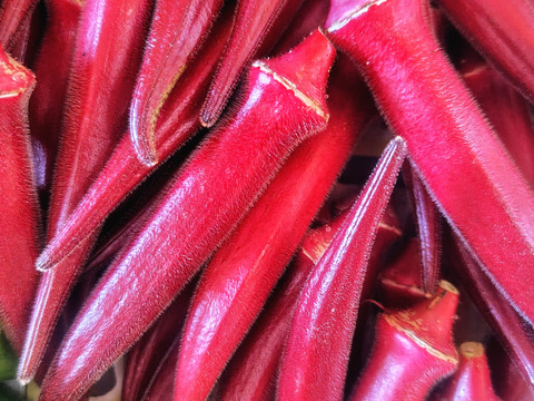 【赤オクラmix】緑500g＋赤10本（計60~75本程度) 太陽の光たっぷり！≪さぬき讃ベジタブル≫