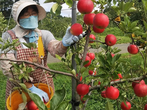 【予約受付中】甘酸っぱ～い「さんさ」りんご5キロ【8月下旬より発送予定】