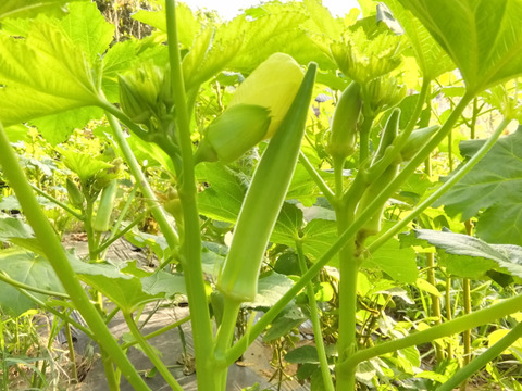 【冷蔵便】緑オクラと白オクラ ２種セット