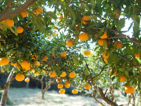 爽やかな香りと瑞々しさ！木成り完熟甘夏（5kg）