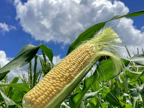 【夏ギフト】濃厚！とうもろこし「恵味」　9.5kg