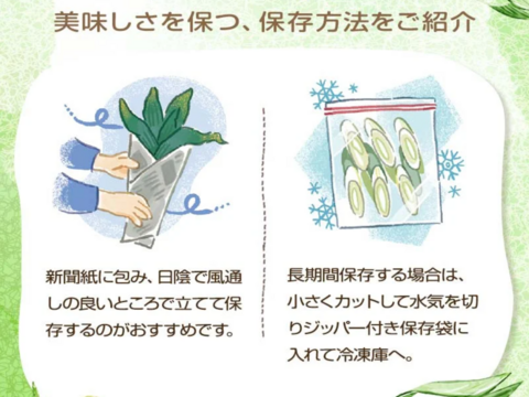 《L~3Lミックス,10~14本》下仁田町産 下仁田ねぎ 極上の甘みととろける食感！（贈答用/ご家庭用）【冬ギフト】