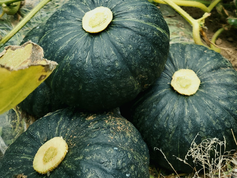 五島列島の元気なかぼちゃ！ あま～いホクホクくり大将 ５kg