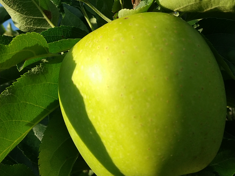 シナノゴールド/王林3キロ🍏食べ比べ