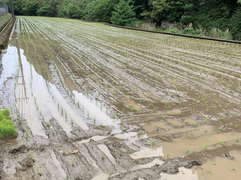 【米は水で育つ】熊本県美里町産　ヒノヒカリ　５kg