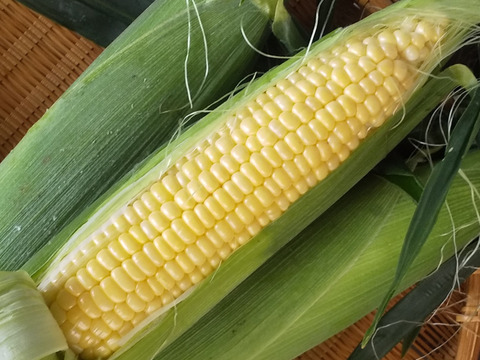 とどっちから食べる⁈生でもOK!!フルーツみたいなとうもろこし《味来》と白いとうもろこし《ピュアホワイト》