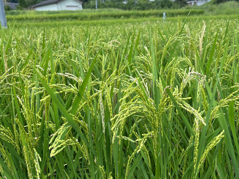 農薬不使用！お米（玄米）ご家庭用5kg