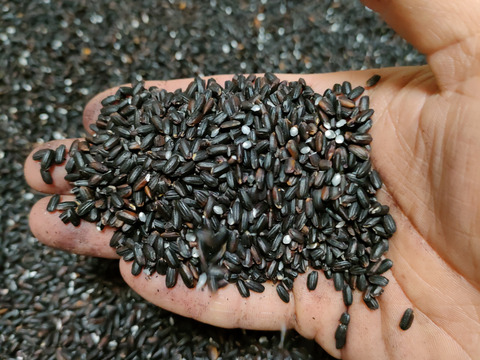 黒さはじけるプチっと食感！草野農場の紫黒米（300g×3袋）