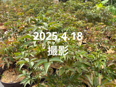 芍薬の苗　5芽以上　5号鉢