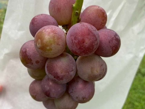 【数量限定！】希少品種！！岡山県産　安芸クイーン　4〜5房（箱込み2k箱）オリパケ　クール便