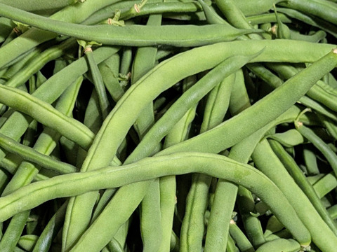 まずはお試しサイズから！新鮮沖縄の旬！筋なしいんげん600g