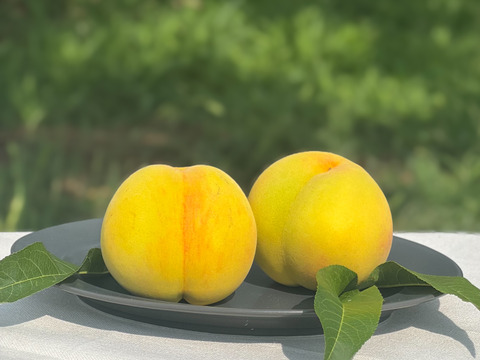 [2025年予約受付中]
長野県産　つきあかり2.5kg（約6~10個）