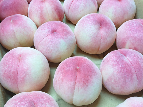 あら川の桃 きらり暁 大箱(10～13玉)