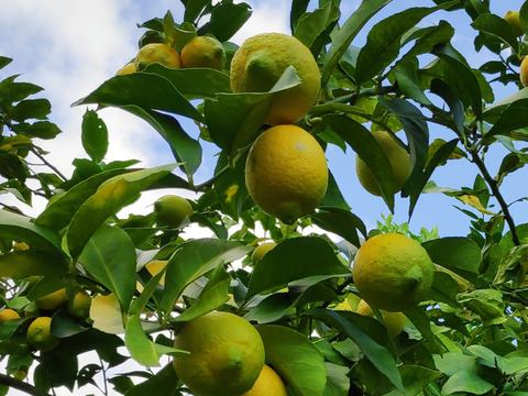 大崎上島産無農薬レモン2kg