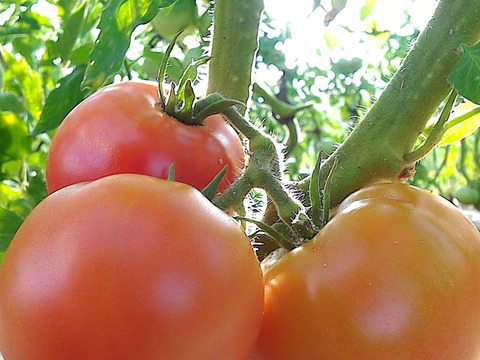 後味を楽しむ♪　【糖度8】有機栽培トマト・ミニトマトの　トマトジュース(500ml瓶×1本)