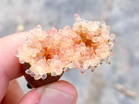 森のキャビア！『福島産フィンガーライム』　（ご家庭用・100g）