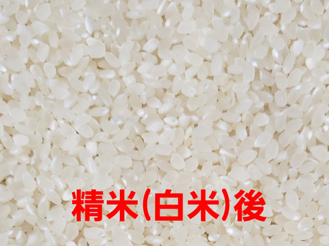 令和4年産 高知県産 新米コシヒカリ 玄米5㎏(袋込み)