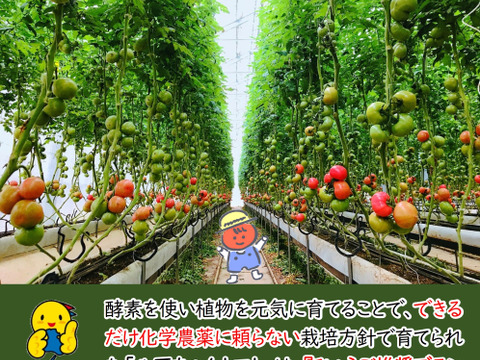 【ギフトBOX】トマトジュース（１ℓ）3本セット
