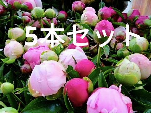 【日付指定不可】農家直送！芍薬(シャクヤク）おまかせミックス 5本セット  母の日 しゃくやく お花 はな 生花 切花