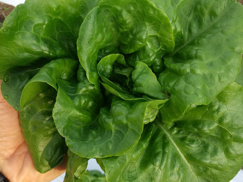 【サステナブルな地域循環型セット】農薬不使用野菜5種と国産飼料の放牧卵「君は太陽」10個