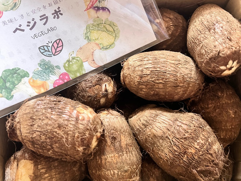 （２Ｌ）独特のぬめりとねばり！！さといも２Ｌサイズ（３Ｋｇ）