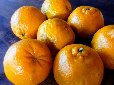 1月下旬以降発送予定）自然栽培　樹上完熟ぽんかん3kg(無選別）