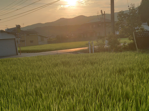 ３種食べ比べセット！キヌムスメ・にこまる・ミルキークイーン 2026年産「岡山県産お米」２kg×３個セット