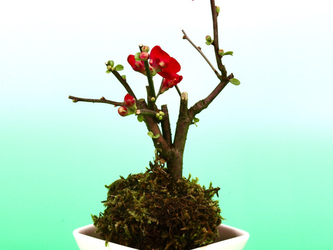 〜優しい空間を〜　苔玉　木瓜（紅色系）