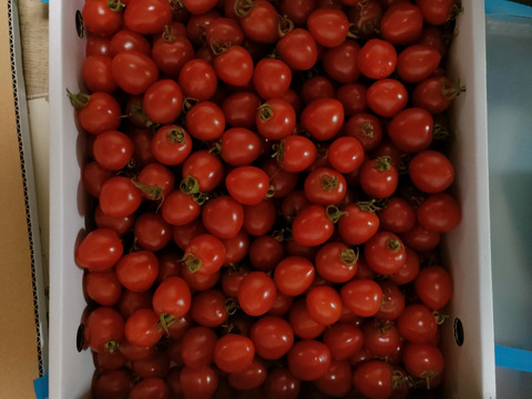 イチゴ のような ハート型 の ミニトマト 『 トマトベリー 』 約 3kg ☆形も味も魅力的な トマト お得な3kg❗️