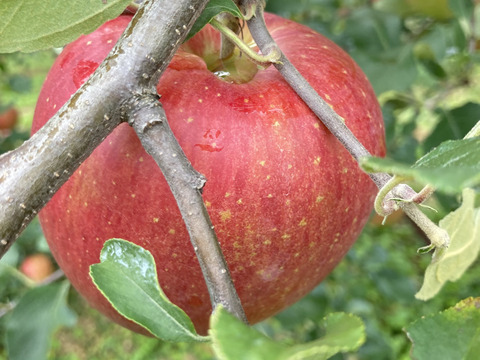 【期間限定ギフト】贅沢４品種ミックス🍎上品7個入りギフトボックス〜化学合成農薬を約40％削減して栽培しました〜安曇野産りんご🍎