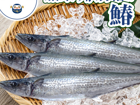 『天然サワラ』まるまる1尾2.8kg前後（処理前）
